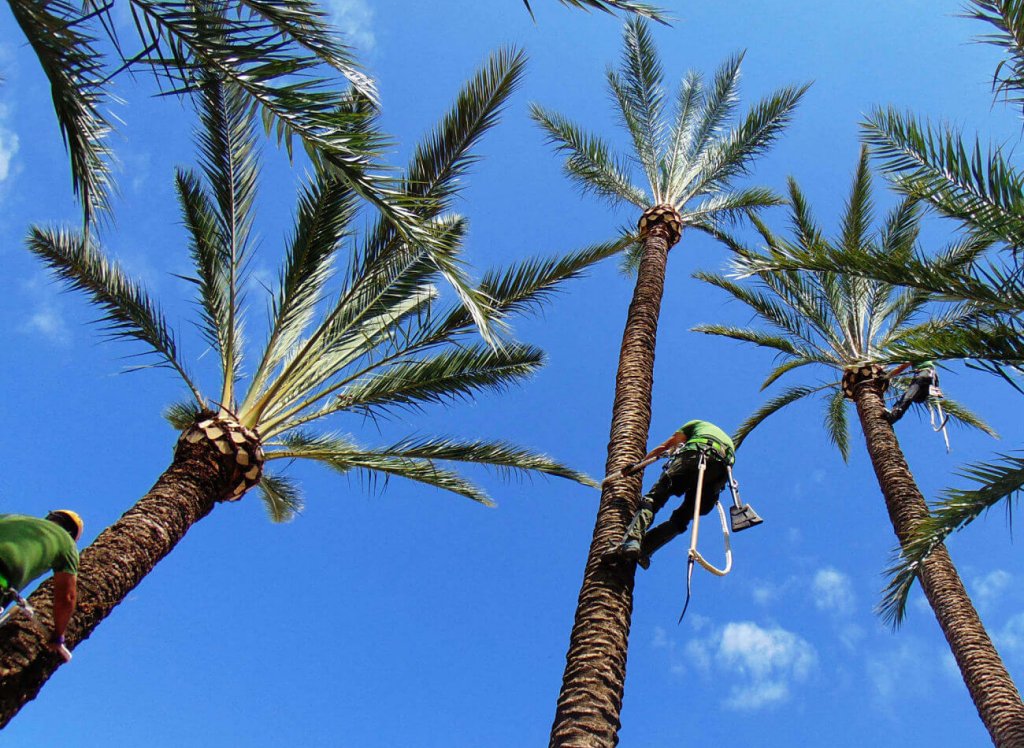Poda y mantenimiento de palmeras